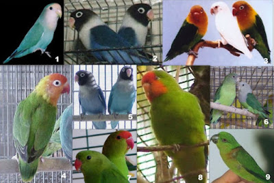cara beternak burung lovebird
