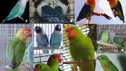 Cara budidaya Lovebird.