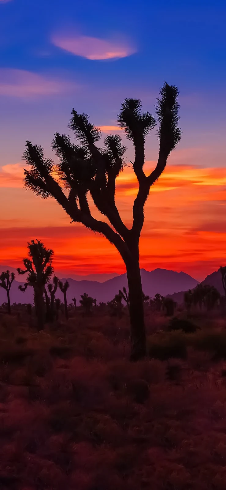 Ios 16 Wallpaper Iphone Joshua Tree
