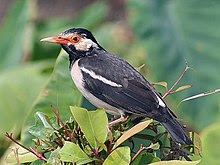 Pro kontra lolosnya 5 jenis burung dari daftar satwa dilindungi.