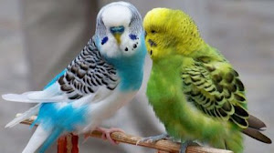 Ternak Burung Parkit