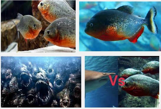 Merawat Ikan Piranha Di Akuarium