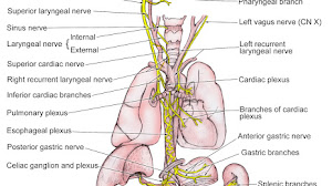 Vagus Nerve Anatomy Abdomen