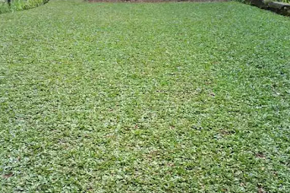 4 Jenis Rumput Hias Untuk Mempercantik Rumah dan Harganya