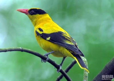 Mengenal burung Kepodang. Tips memelihara, pakan dan harga jual.