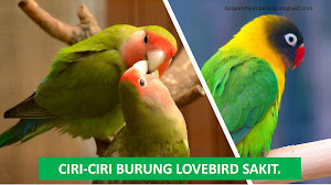 Ciri-ciri burung lovebird sakit tidak enak badan.