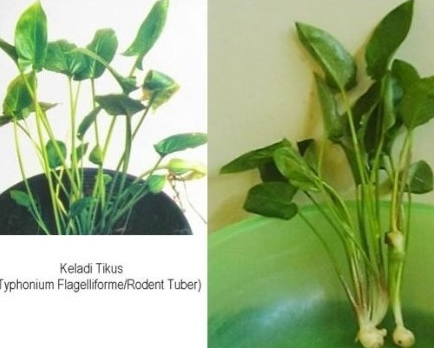 Foto Tumbuhan Keladi Tikus dengan bunga serta tunasnya 