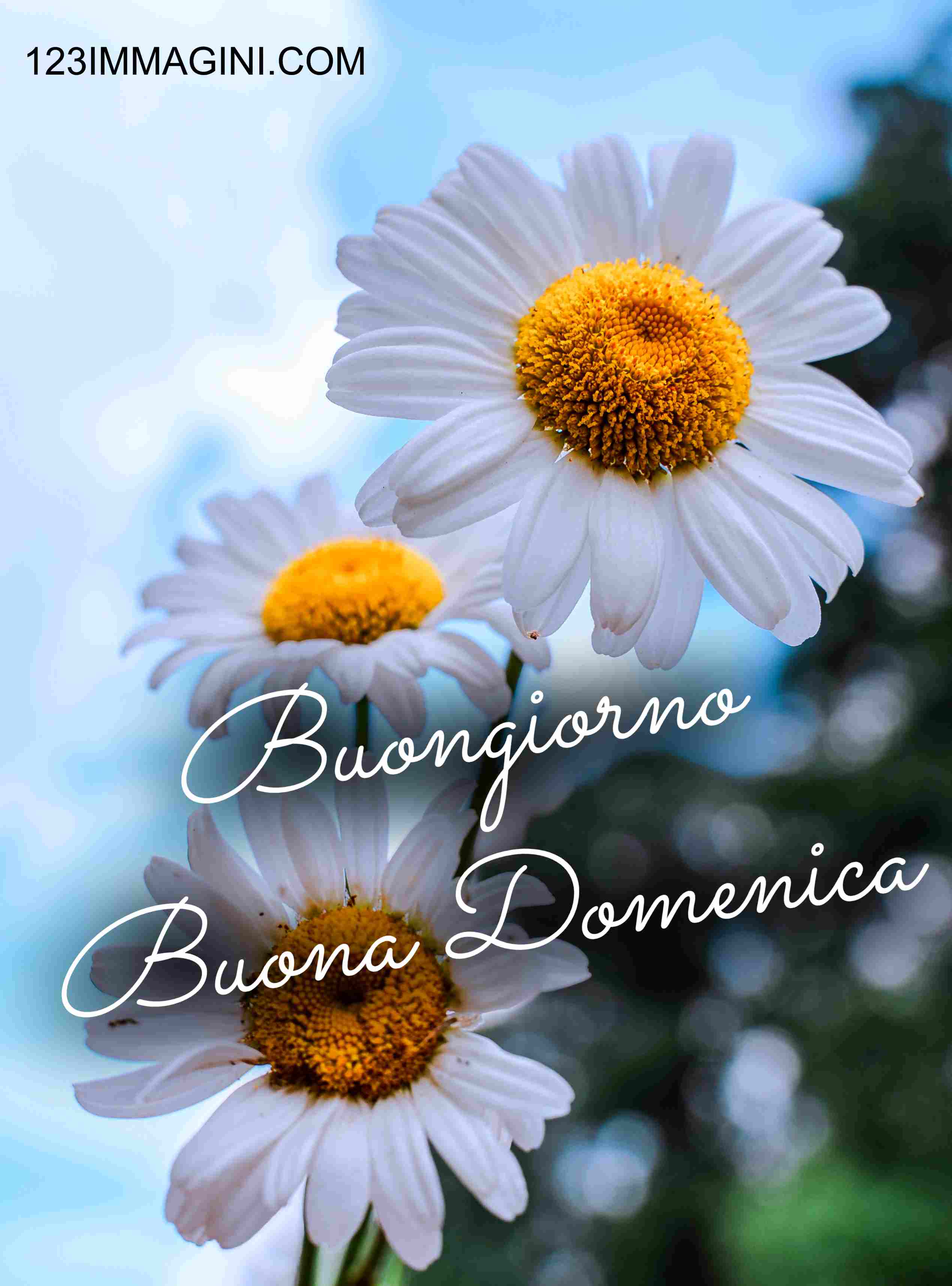Buongiorno Buona Domenica 123immagini Com