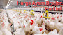 HARGA AYAM BROILER HARI INI SEPTEMBER 2023