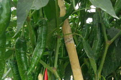 4 Tipe PUPUK Buat CABAI/ CABE Supaya BERBUAH Rimbun 