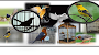 Informasi update lomba burung berkicau, latihan prestasi seluruh Indonesia bulan april 2016