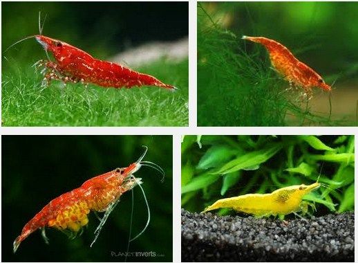 Ini Dia Udang Hias Red Cherry Shrimp, Budidaya, Serta Cara Merawatnya
