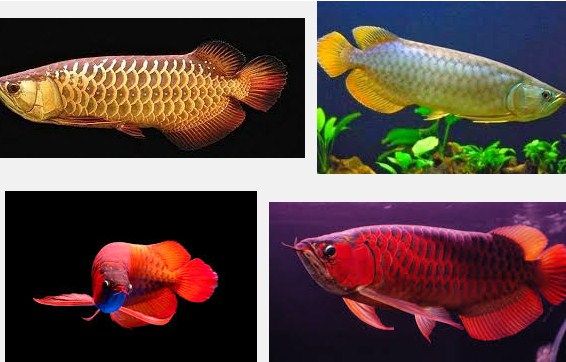 Ini Dia Tips Termudah Membedakan Ikan Arwana Jantan Dengan Betina 