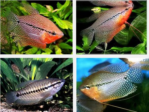 Jenis dan Harga Ikan Sepat Hias
