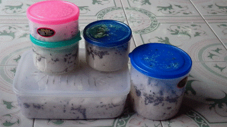 bisnis budidaya semut jepang