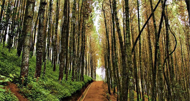 hutan pinus manikliyu  hutan pinus glagalinggah  sejarah desa manikliyu  glagah linggah  hutan pinus karangasem  hutan pinus suter  hutan pinus sukawana  Hutan Pinus Manikliyu, Spot Foto Instagramable Dan Prewedding Yang Keren  Hutan Pinus Manikliyu adalah tempat wisata yang menarik yang terdapat di Bali. Jika kamu mencari spot foto yang kekinian tapi dengan suasana alami ?  maka Hutan Pinus Manikliyu adalah pilahannya.  Penasaran ?  simak artikel berikut ini !  Hutan Pinus Manikliyu merupakan tempat wisata yang kekinian bisa menjadi rekomendasi bagi kamu yang sedang berlibur di Bali. Walaupun ini terletak di sebuah hutan, bukan berarti tempat ini tidak aman dikunjungi.  Hutan Pinus Manikliyu ini sudah dibuka dan dibuat menjadi objek wisata yang sangat ramah dan nyaman dikunjungi. Di tempat ini sendiri sudah dilengkapi dengan beberapa fasilitas, ya walaupun sederhana tapi sudah cukup untuk melengkapi tempat ini.  Lokasi Hutan Pinus Manikliyu Hutan Pinus Manikliyu ini terletak di sebuah desa di Kecamatan Kintamani, Kabupaten Bangli, Bali.  Jika kamu sedang jalan-jalan di Kintamani, tidak ada salahnya mencoba berkunjung ke tempat ini.  Jika kamu sedang berada di dekat Pura Ulun Danu Batur atau sedang berada di seputaran Jalan Kintamani, Hutan Pinus Manikliyu ini ada di seputaran sana. Sedikit ke sebelah Utara Pura Ulun Danu Batur.  Dari Denpasar senidiri dapat ditempuh dengan kendaraan apapun untuk ke Hutan Pinus Manikliyu dan hanya memerlukan waktu kurang lebih 2 jam. Perjalanan yang yang bisa dibilang sebentar jika mencari tempat wisata di kawasan Bali Utara.  Nikmati Bersua Foto Sepuasnya Jika kamu datang ke Hutan Pinus Manikliyu untuk mencari foto yang akan di upload di media social, maka kamu tidak salah memilih Hutan Pinus Manikliyu sebagai tempat wisata.   Hutan Pinus Manikliyu sendiri memang sudah banyak dikunjungi  oleh wisata. Tidak hanya wisatawan lokal, tepapi juga wisatawan mancanegara yang memang sedang berlibur di Bali terutama yang sedang berada di daerah Kintamani.  Kebanyak yang mengunjungi Hutan Pinus Manikliyu ini adalah remaja-remaja yang menang sedang jalan-jaln untuk mencari wisata yang instagramable.  Ya itulah khas anak remaja jaman now. Tidak lengap rasanya mengunjungi suatu tempat tanpa mengunggah satu buah foto terbaik untuk dipamerkan di medsos.  Karna tempat ini mulai banyak dikunjungi, maka warga sekitar berinisiatif untuk membuka Hutan Pinus Manikliyu ini agar lebih cantik saat dikunjungi wisatawan. Warga sekitar Hutan Pinus Manikliyu ini dibuatkan sebuah ayunan sederhada untuk melengkapi tempat ini.  Kesan pertama Hutan Pinus Manikliyu ini masih sangat alami dengan pohon pinus yang sudah tua. Walaupun pohon-pohon pinus yang ada disini sudah tua, tidak rasa mencekam atau seram yang dirasakan selama ada di tempat ini.  Yang ada hanya rasa tenang dan nyaman dengan rerimbunan pohon pinus yang menjulang, membuat kamu akan merasakan keasrian Hutan Pinus Manikliyu.   Sejauh mata memandang, kamu hanya akan melihat hamparan pohon pinus yang menjulang tinggi di tempat ini. Hampir tidak ada pohon lain yang bisa kamu lihat. Paling tidak kamu akan melihat rumput-rumput yang cukup tinggi menunjukan Hutan Pinus Manikliyu ini adalah sebuah hiutan.  Tapi karena haparan hutan pinus ini lah yang menjadi daya Tarik bagi wisatawan yang berkunjung di Hutan Pinus Manikliyu. Berfoto dengan background pohon pinus ini dapat membuat fotomu terlihat lebih artisttik.  Tapi jika kamu melihat foto-foto dengan pemandangan Hutan Pinus Manikliyu di internet, pastikan kamu mengajak teman kamu yang jago foto dan editing. Karena dibalik foto Instagram yang kece, terdapat teman yang rela berkorban untuk menghasilkan sebuah foto yang instagramable.  Karena daya tarik Hutan Pinus Manikliyu ini, tidak hanya wisatawan yang mencari foto untuk sosmed saja yang datang. Tapi terkadang ada yang berkunjung di Hutan Pinus Manikliyu ini untuk membuat foto prewedding.  Tidak heran sih tempat ini dijadikan foto prewedding. Karena dengan kondisi alam, foto prewedding di Hutan Pinus Manikliyu sangat cocok untuk pasangan yang menginginkan foto prewdding dengan tema kasual maupun romantis.  Jadi itulah bagaimana Hutan Pinus Manikliyu yang menjadi tempat foto instagramable bagi para anak muda maupun bagi pasangan yang hendak mencari foto untuk prawedding.  So, apakah kamu tertarik untuk mengunjungi tempat ini ?