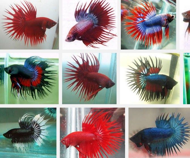 Jenis Ikan Cupang Serit dan Cantinya Dipelihara