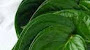 OBAT HERBAL UNTUK MENGATASI PENYAKIT AYAM