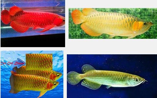 Ini Dia Cara Memilih Ikan Arwana Super Red Anakan Yang Berkualitas 