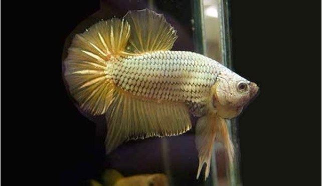 Ini Dia Ciri Fisik Ikan Cupang Adu Gaya Bertarung Slugger 