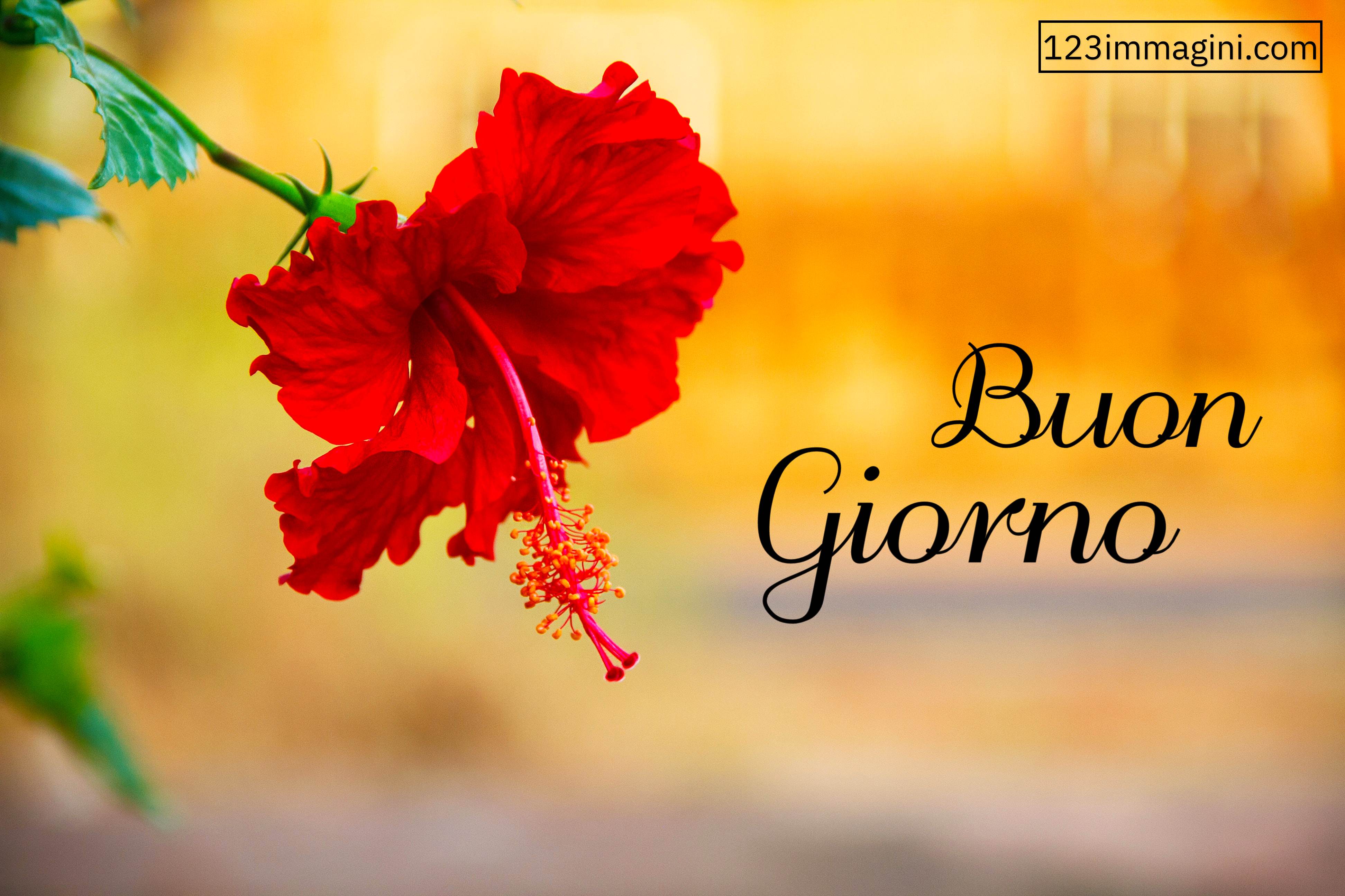 Le Fate Del Sole Buongiorno Immagini Nuove Gratis Per Whatsapp 123immagini Com