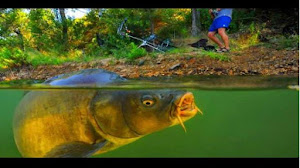 Resep Umpan Putih Ikan Mas Sederhana tapi Super