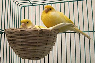 cara ternak Burung Kenari