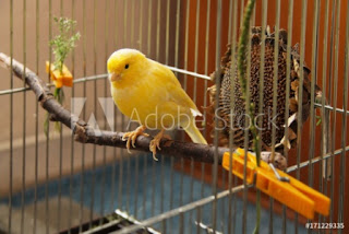 ternak burung kenari