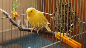Beternak Burung Kenari