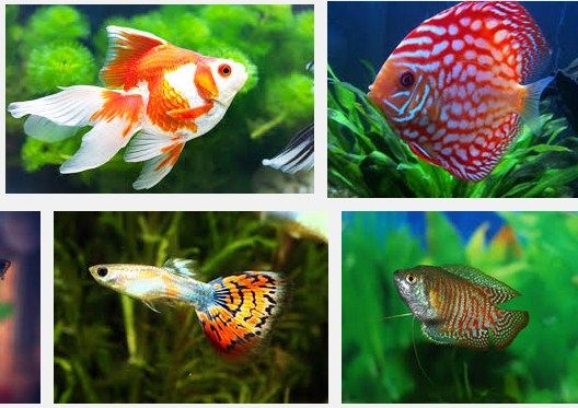 Jenis Ikan Hias
