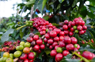 Metode Pembibitan serta Menyemai Tumbuhan Kopi Metode Pembibitan serta Menyemai Tumbuhan Kopi