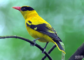 Tips membeli burung kepodang yang baik dan sehat.