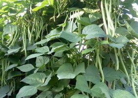Mencapai KESUKSESAN DENGAN BERTANI BUNCIS 