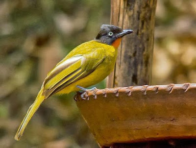 Cara merawat burung kutilang emas yang benar agar gacor dan siap lomba.