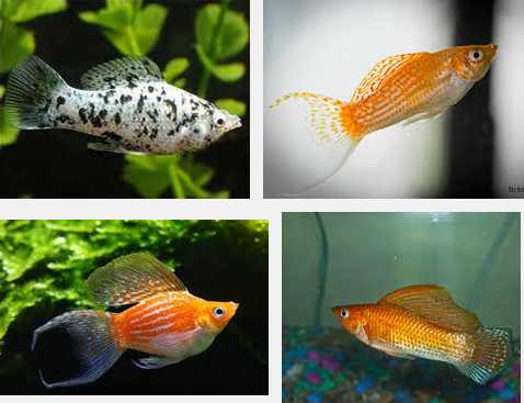 Cara Mudah dan Terbaru Budidaya Ikan Hias Molly yang Harus Di CobaCara Mudah dan Terbaru Budidaya Ikan Hias Molly yang Harus Di Coba