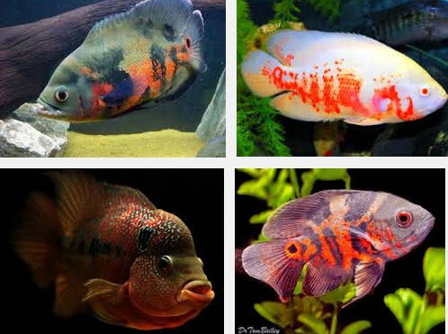 Ini Dia Jenis Ikan Oscar, Cara Merawatya, Serta Harganya yang Sangat Murah