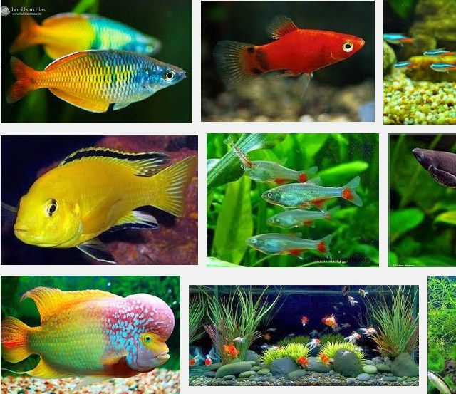 Jenis Ikan Hias Air Tawar Aquarium Terindah