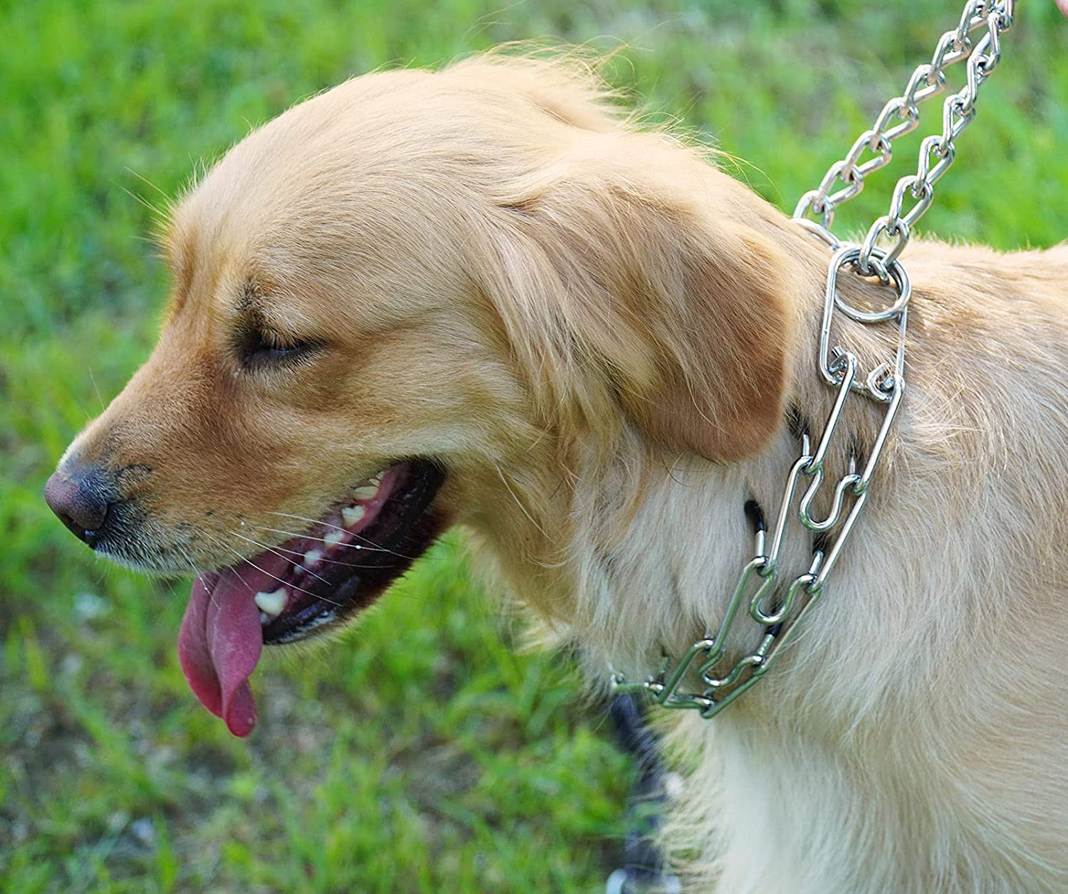 Pronged Dog Collars Proposed Banning In Queensland Australian Dog Lover
