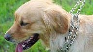 how to use prong collar