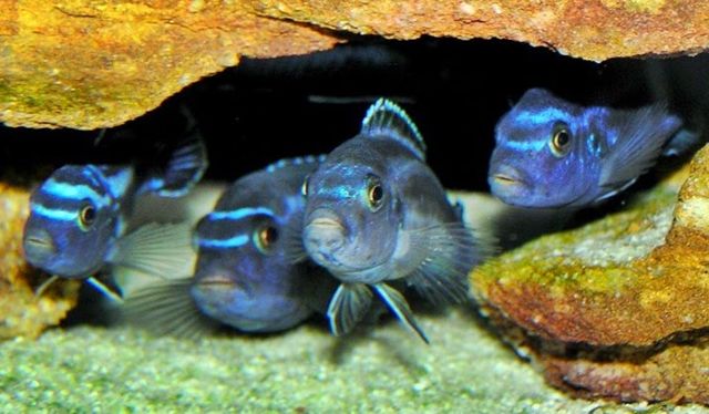 Cara Memelihara Ikan Cichlid Afrika