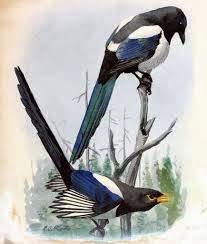 burung
