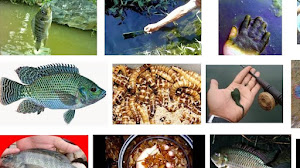 Ini Dia Umpan Ikan Mujair dan Cara Mancing yang Tepat