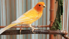 Cara membuat burung kenari rajin berkicau dengan mudah.