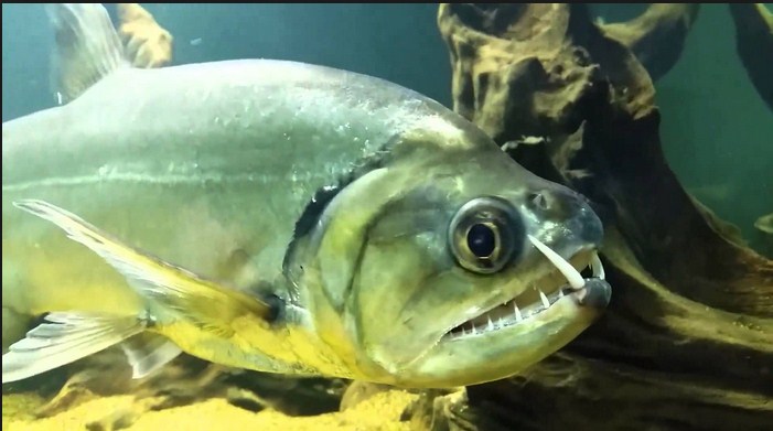 Ini Dia Ikan Payara 