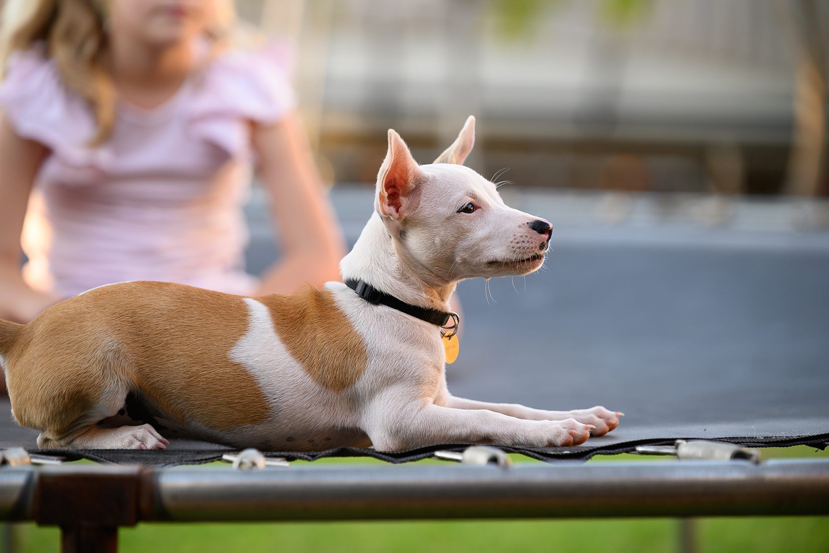 Take Me Home Tv Show On The 9network Australian Dog Lover