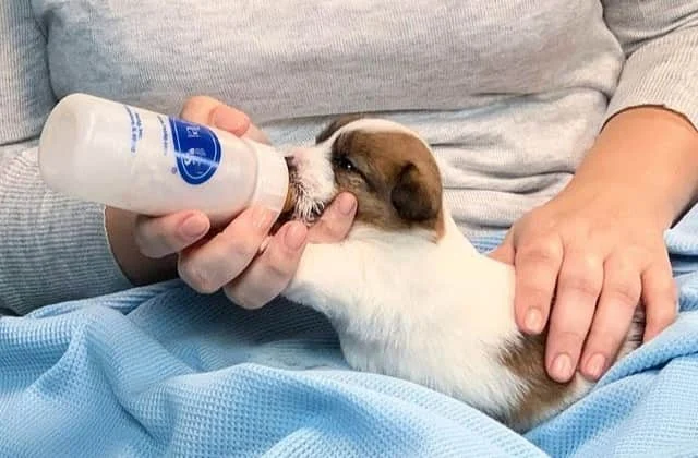 How Much Milk Does A Newborn Puppy Need Dogalyo