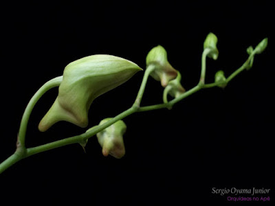 Orquídea Denphal - Botões florais