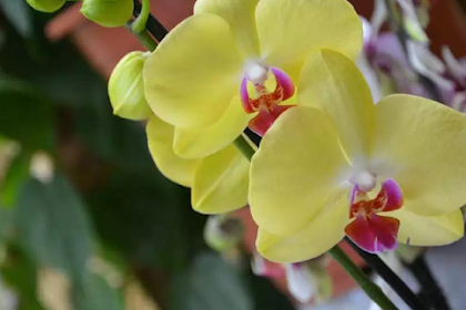 7 Tipe Bunga Anggrek Tercantik serta Biayanya 