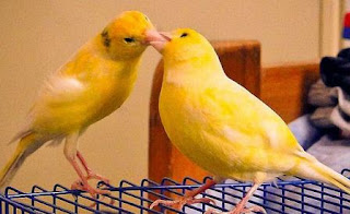 burung kenari agar cepat bertelur