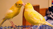 Cara menjodohkan burung kenari agar cepat bertelur